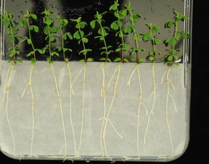 Cover image of Understanding the role of bacteria in leguminous plants
